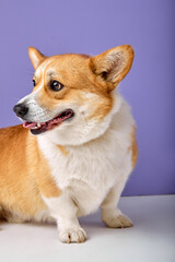 portrait of shy obedient dog breed welsh corgi pembroke smiling with tongue on purple studio background. adorable domestic animal with short body and red color look at side