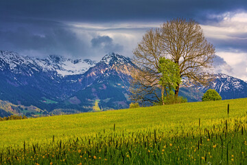 Allgäu - Oberstdorf - Bolsterlang -  Frühling - Rubihorn - Blumen - Berge - Alpen 
