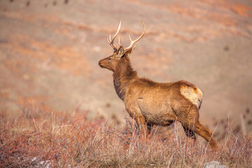 Deer in the mountains in spring looking for food. Herd of wild deer.