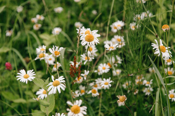 Beautiful white and yellow daisies 