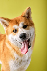 Close-up Portrait of head Shiba inu Dog, Looks Curious at Camera, Isolated Green Background, Front view, Happy Eyes. Copy space. Pets, Animals Concept