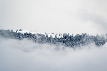 misty winter wonderland - 564742327