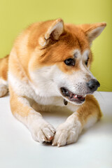 Akita Inu sitting and looking away, 2 years old, isolated on green studio background. portrait of beautiful pet animal with red ginger fur. domestic animals, pets concept