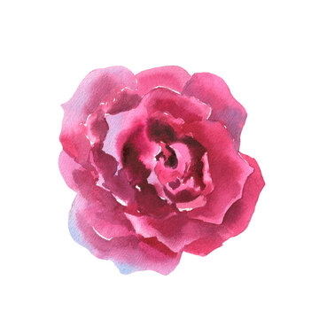 Pink, viva magenta rose on a white background. Watercolor rose painted by hand with a dry brush. Good for gift paper, wedding dekor or card making.