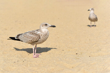 seagulls on the sandy seashore. Water birds.