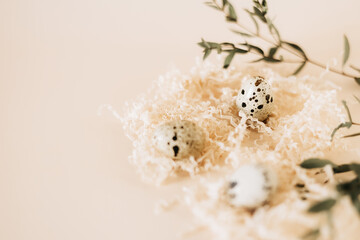 Quail eggs in nest on pastel background. Copy space.