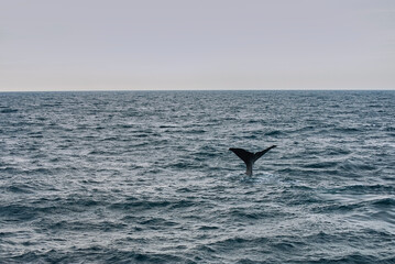 Fototapeta premium tail fin of a sperm whale on a whale watching boat tour