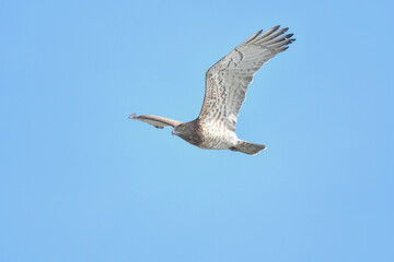Schlangenadler