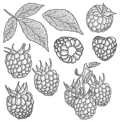 Collection of raspberries with leaves, vector art. 