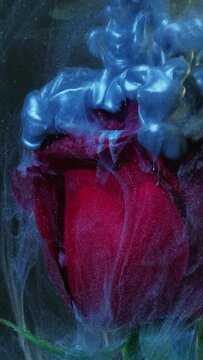 Vertical video. Flower smoke. Paint water. Fantasy nature. Blue color shiny fluid splash mist floating motion on red rose petals on dark abstract background.