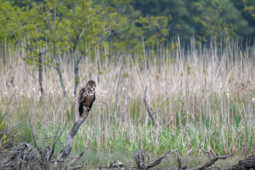 King of the Marsh