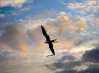 Pajaros volando al atardecer en Puerto Lopez, Ecuador (atardecer)