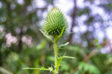 Beautiful growing flower root burdock thistle on background meadow