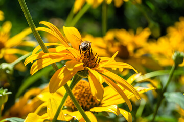 Beautiful wild flower winged bee on background foliage meadow