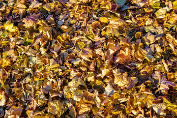 Photo on theme autumn abstract background of maple leaves falling on surface