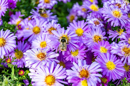 Beautiful wild flower winged bee on background foliage meadow