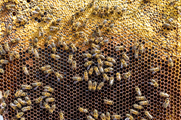 Abstract hexagon structure is honeycomb from bee hive filled