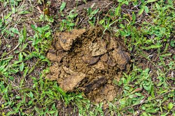 Photography on theme fresh cow dung lies on manure animal farm