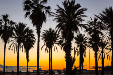 Fototapeta na wymiar Palm trees on Playa de las Arenas beach at sunrise, Valencia. Spain