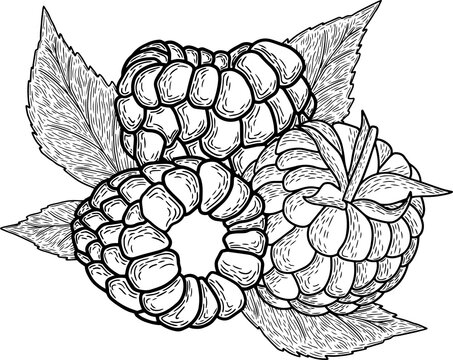 Raspberry composition with leaves. Png file.