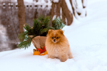 red spitz sitting on the snow in the park