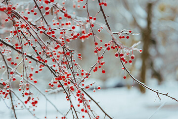 Frozen icy branches of bush with bright red berries covered with ice and icicles, with blurred background in extremely cold winter park or garden: outdoor  frosty nature scenery