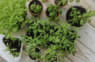 tomato seedlings in containers of various shapes on the table close-up selective focus