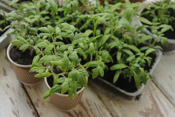 tomato seedlings in containers of various shapes on the table close-up selective focus