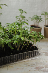 tomato seedlings in containers of various shapes on the table close-up selective focus