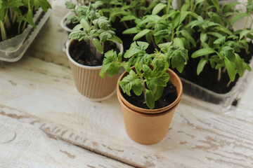 tomato seedlings in containers of various shapes on the table close-up selective focus