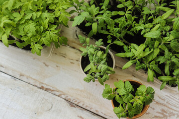 tomato seedlings in containers of various shapes on the table close-up selective focus