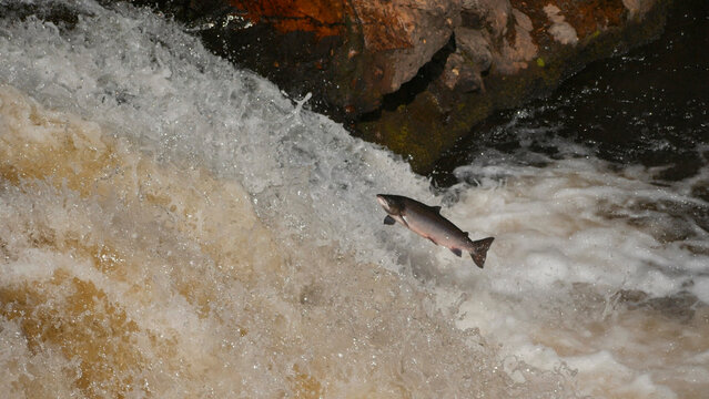 Atlantic salmon ( Salmo salar ) leaping up the River Shin