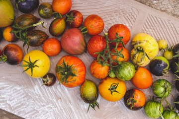 colorful ripe organic tomatoes close-up, vegetables harvest
