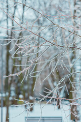 Frozen icy bare tree branches with last leaf covered with ice and icicles and looking like glass, with blurred snowy cold winter park in background: outdoor  frosty nature scene, vertical orientation