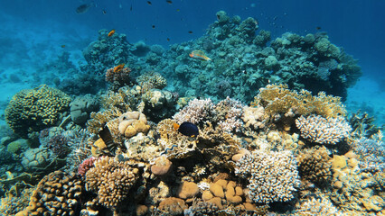 Naklejka na ściany i meble Coral reef, spectacular underwater view