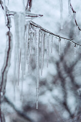 Frozen transparent long icicles hanging on a tree branch with blurred gloomy gray overcast winter background: outdoor  frosty nature close-up wallpaper, vertical orientation