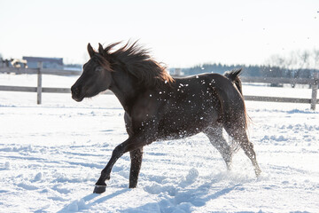 Black arabian horse galloping through a snowy field 