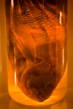 Research Specimens