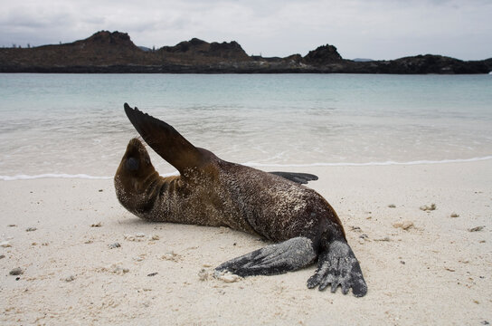 A sea lion pup, arctocephalus galapagoensis, plays on the beach on Sombrero Chino, Galapagos.