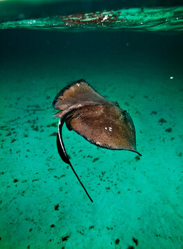 Split-level view of Stingrays swimming underwater off Grand Cayman Island.
