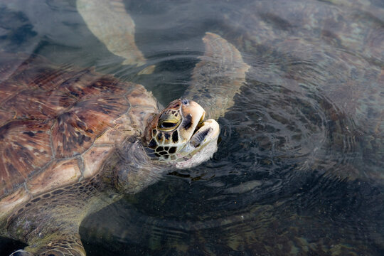 Juvenile green turtle (Chelonia mydas), Grand Cayman, British West Indies