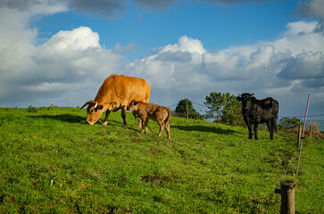 Naklejka na ściany i meble Cow family with calf