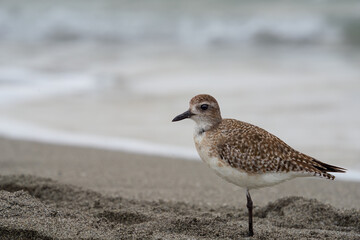 A shorebird  on the beach