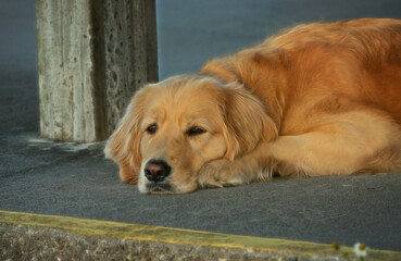 golden retriever dog