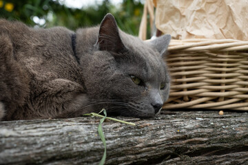 Naklejka na ściany i meble Gray cat sleeping on rustic wooden bench outdoors, wicker basket in background.