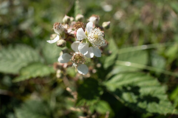 A cluster of white flowers on blackberry brambles.