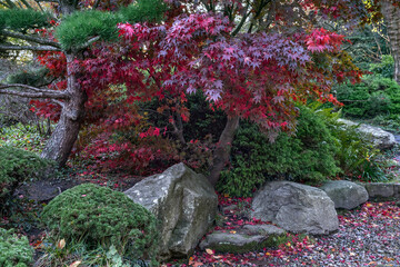 The trees and the stones in Japanese garden in  Planten un Blomen park in autumn (Hamburg, Germany)