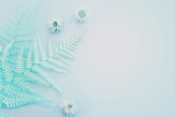 Top view image of pastel dry fiddlehead ferns over blue background .Flat lay