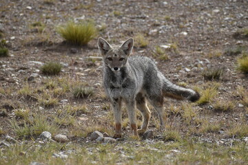 South American gray fox (Lycalopex griseus)