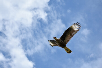 Southern Caracara (Caracara plancus) flying